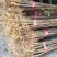 湖北黄柏苗/苗木/黄柏/黄柏苗/种植基地/稳定走货