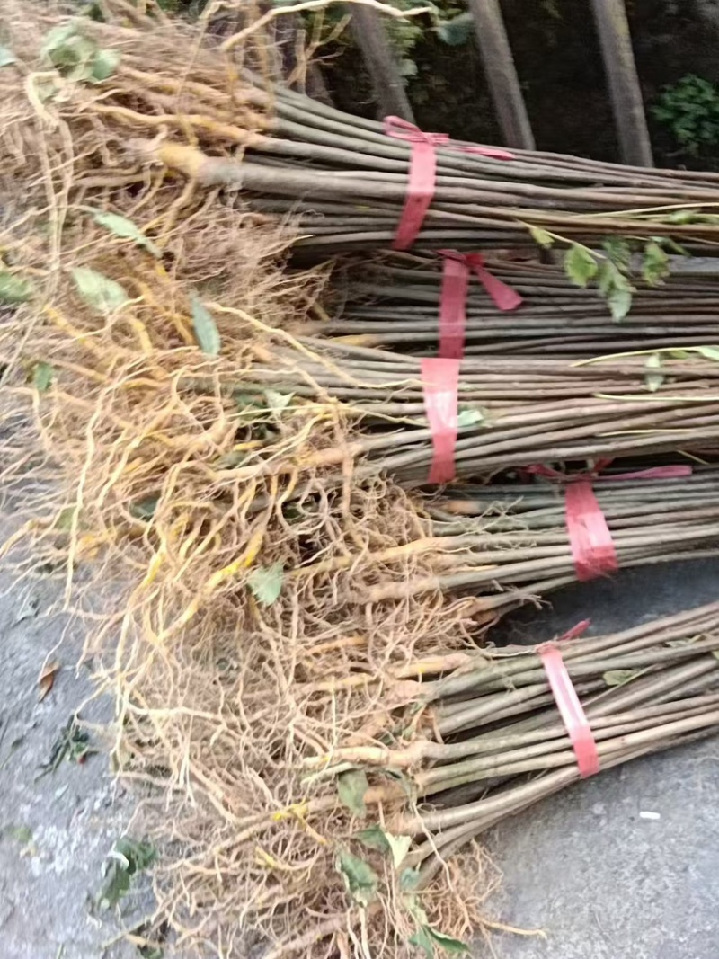湖北黄柏苗/苗木/黄柏/黄柏苗/种植基地/稳定走货