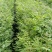湖北黄柏苗/苗木/黄柏/黄柏苗/种植基地/稳定走货