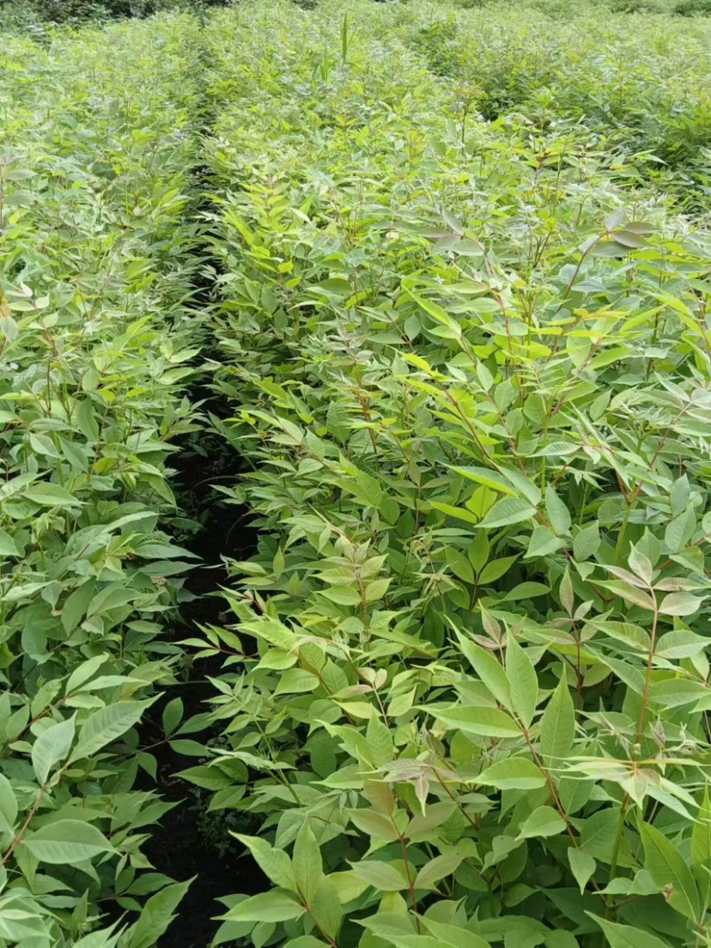湖北黄柏苗/苗木/黄柏/黄柏苗/种植基地/稳定走货