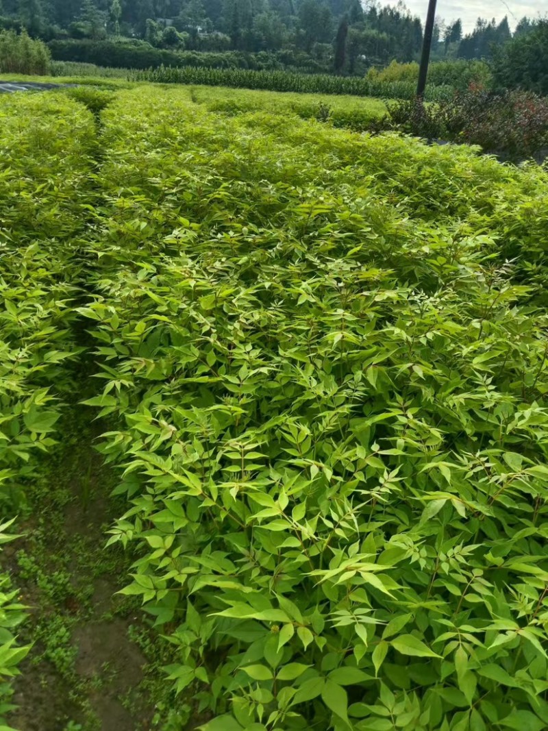湖北黄柏苗/苗木/黄柏/黄柏苗/种植基地/稳定走货