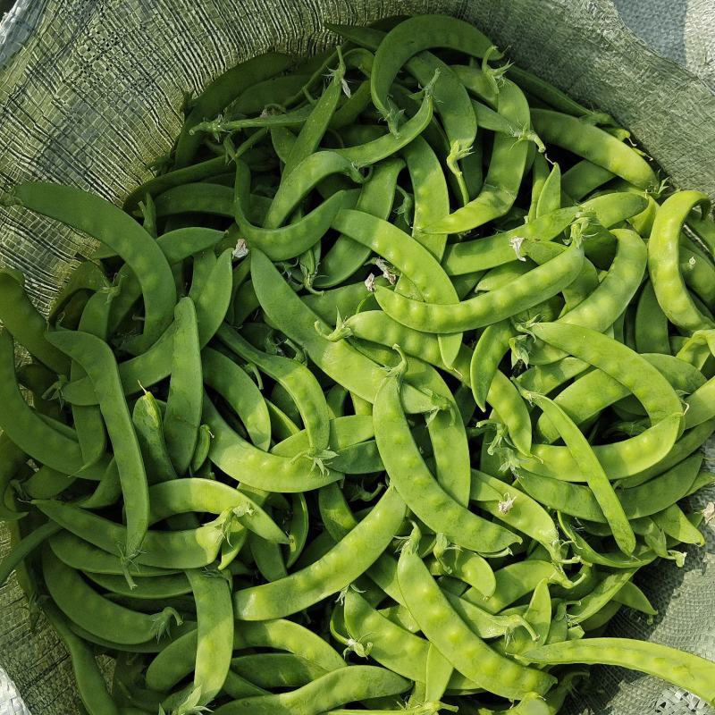 【牛商推荐】广西荷兰豆/新品上市/对接商超批发市场