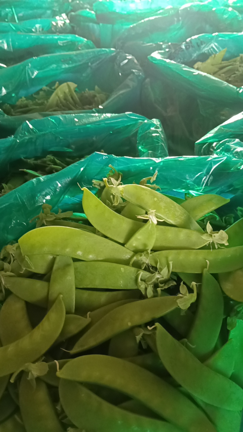 【牛商推荐】广西荷兰豆/新品上市/对接商超批发市场