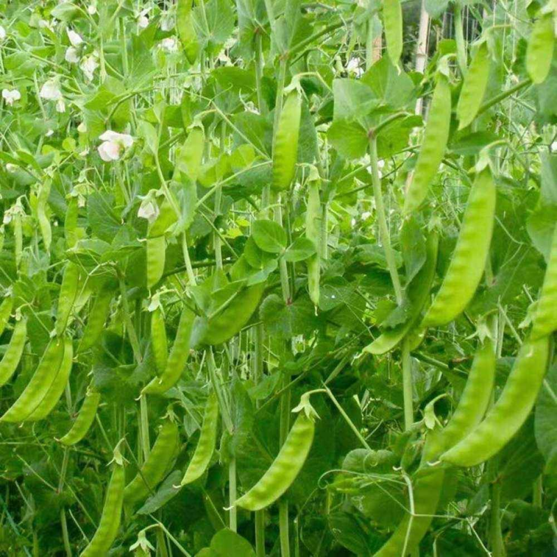 【牛商推荐】广西荷兰豆/新品上市/对接商超批发市场