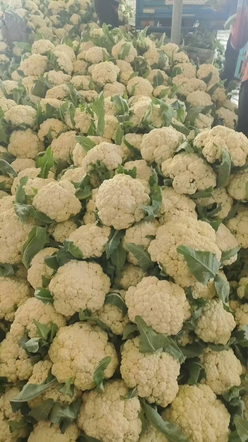 聊城有机菜花松花菜货源充足一手货源价格便宜