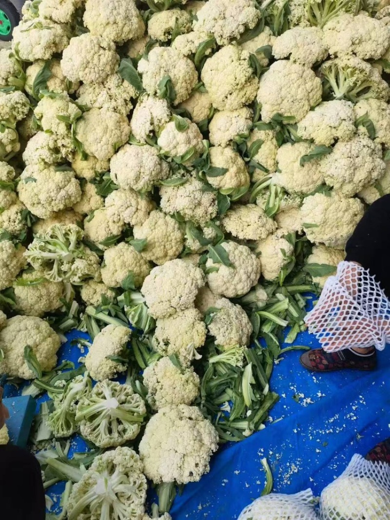 聊城有机菜花松花菜货源充足一手货源价格便宜