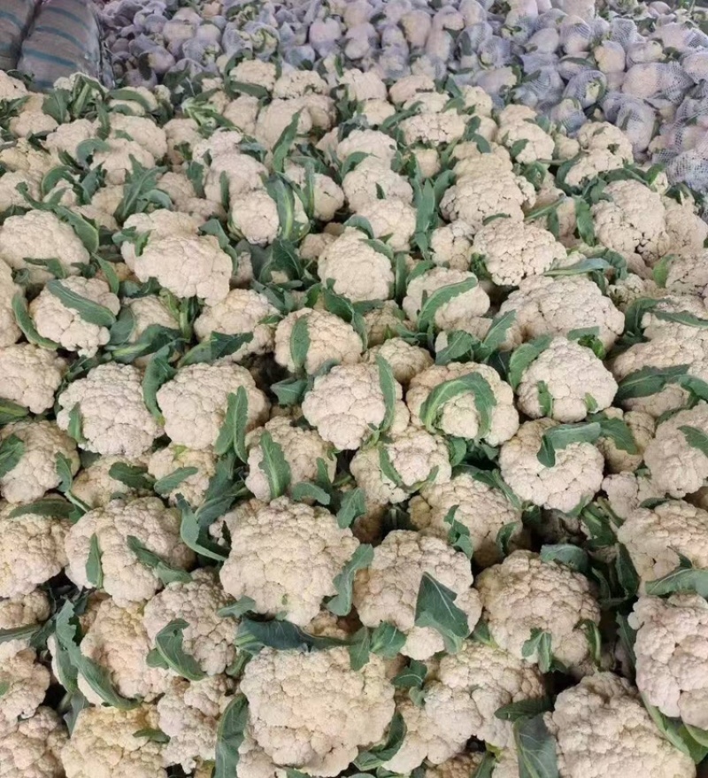 聊城有机菜花松花菜货源充足一手货源价格便宜