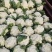 聊城有机菜花松花菜货源充足一手货源价格便宜
