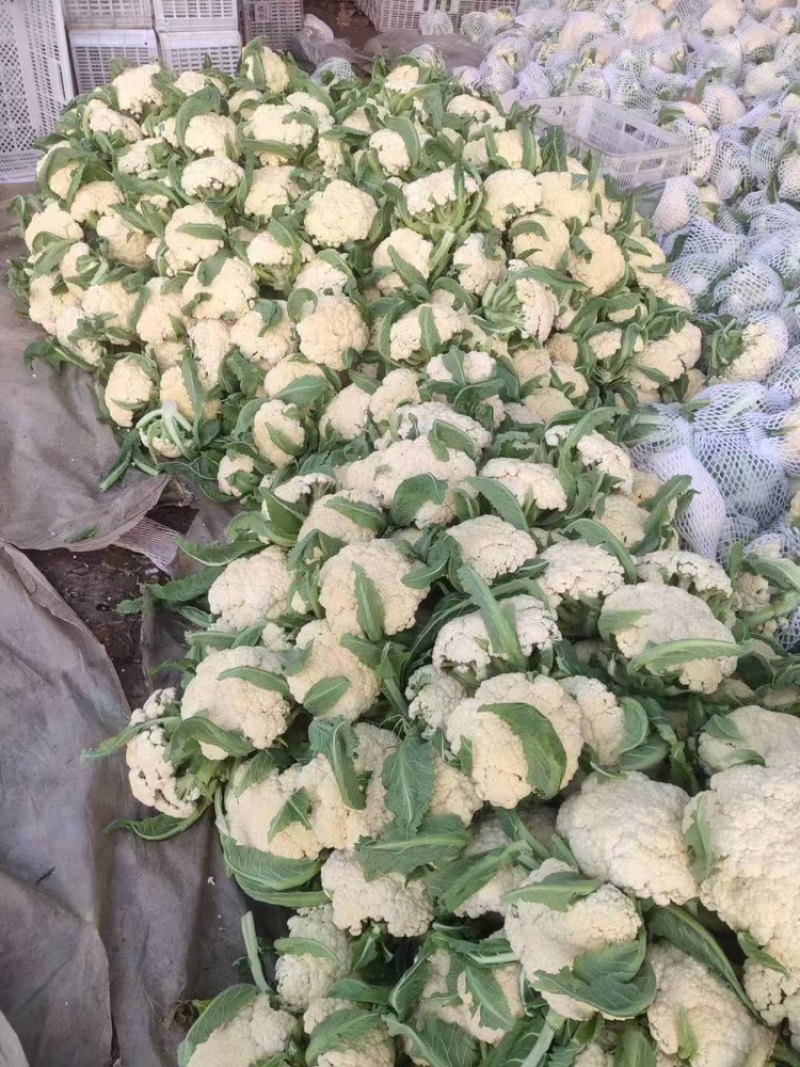 聊城有机菜花松花菜货源充足一手货源价格便宜