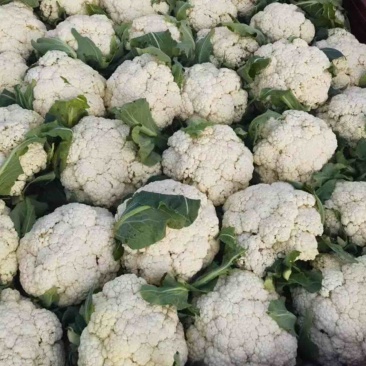 聊城有机菜花松花菜货源充足一手货源价格便宜