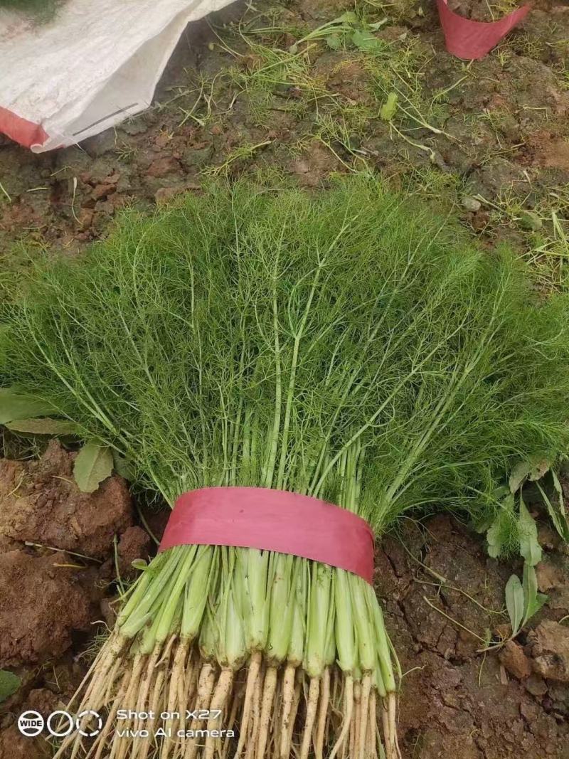 精品扁杆茴香大量供应河北邯郸产地直发两大强优对接全国市场