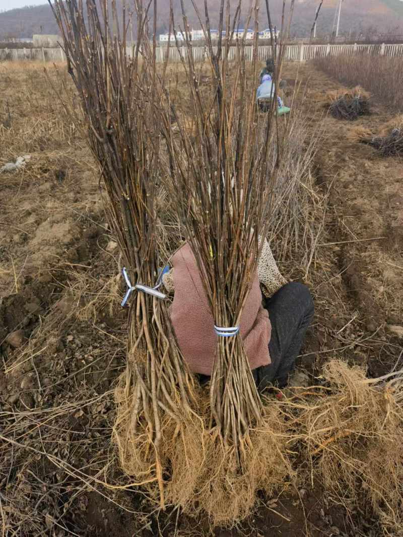 黄柏苗（黄菠萝苗）产地直发量大从优诚信经营一手货源欢迎电联