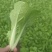 快菜大量有货一手资源产地直发对接全国市场