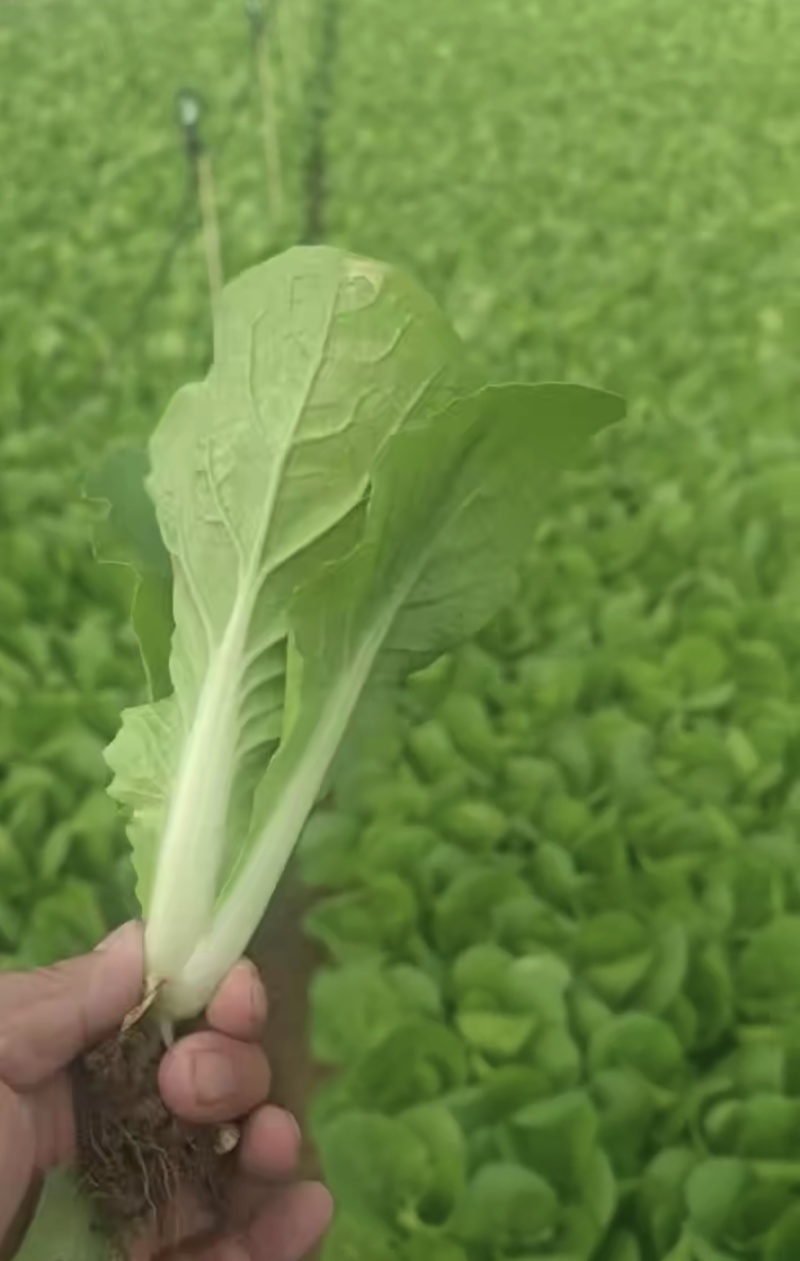 快菜大量有货一手资源产地直发对接全国市场
