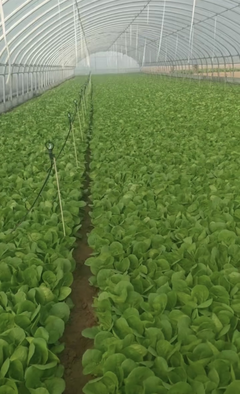 快菜大量有货一手资源产地直发对接全国市场