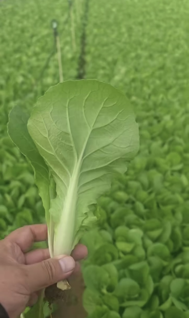 快菜大量有货一手资源产地直发对接全国市场