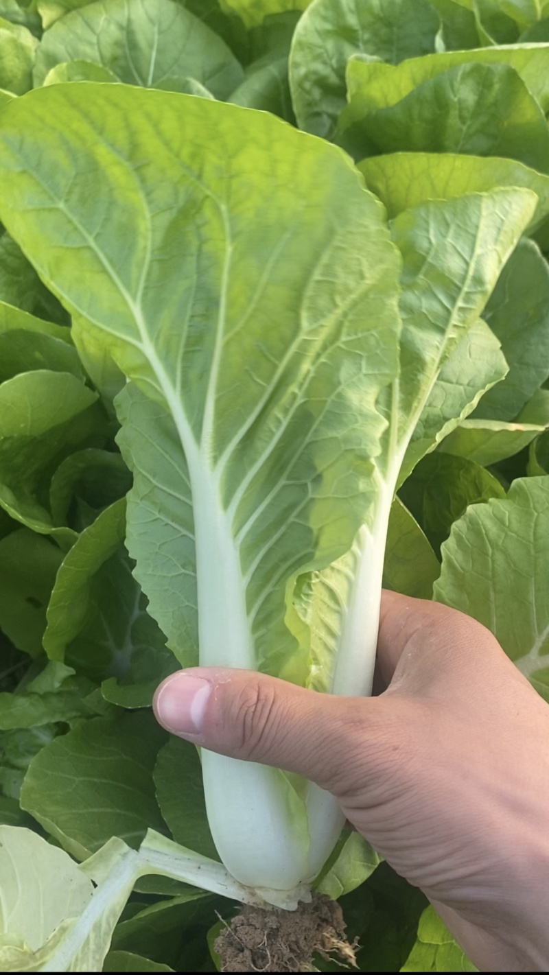 快菜大量有货一手资源产地直发对接全国市场