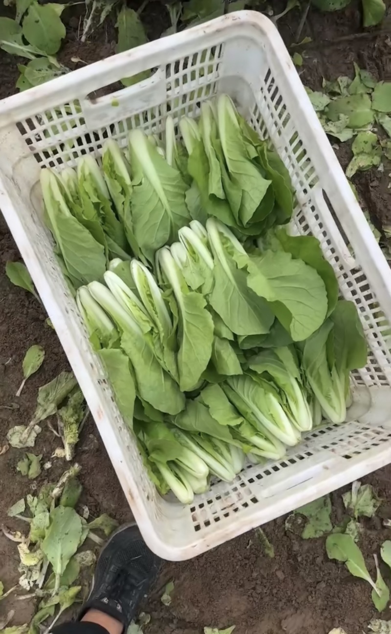 快菜大量有货一手资源产地直发对接全国市场