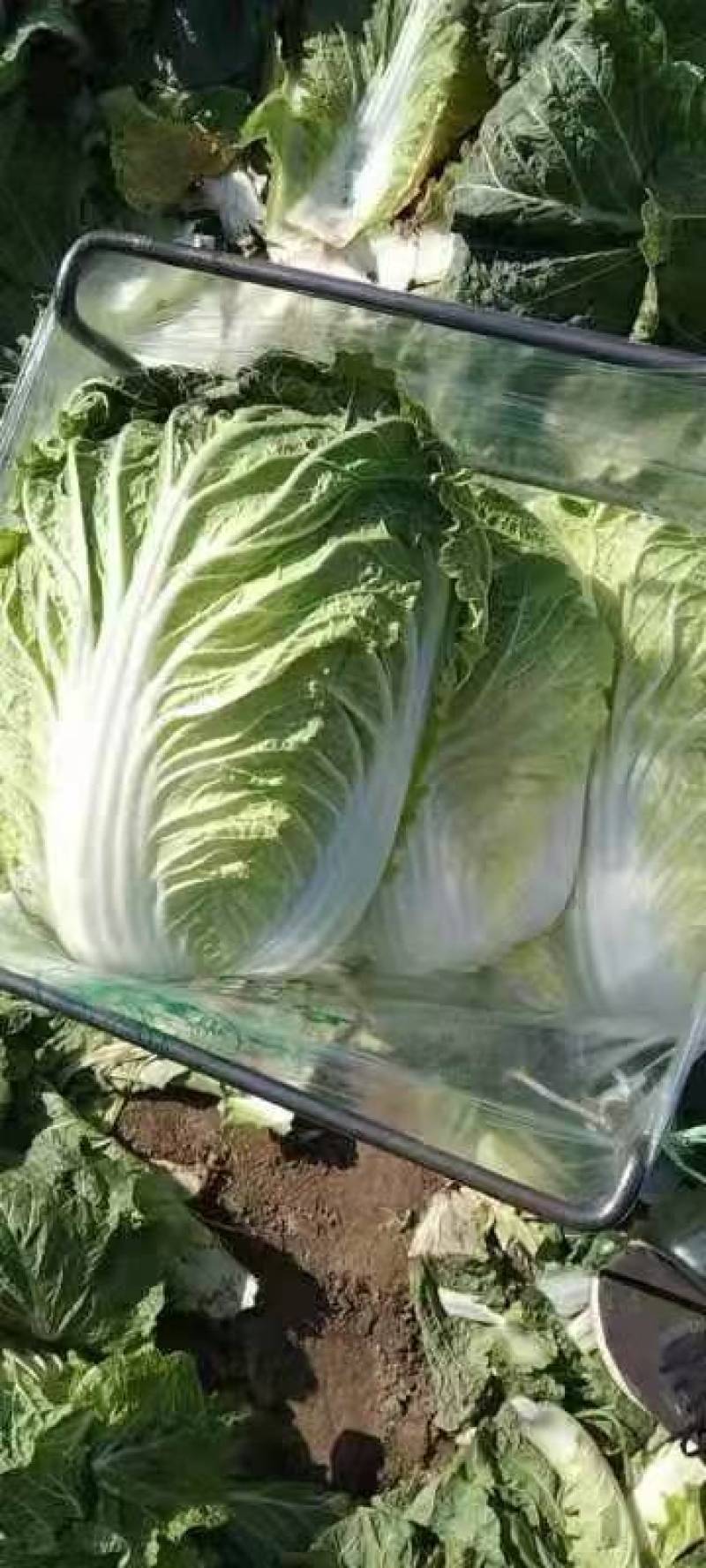 【精品】黄心白菜产地直发大量有货可视频看货