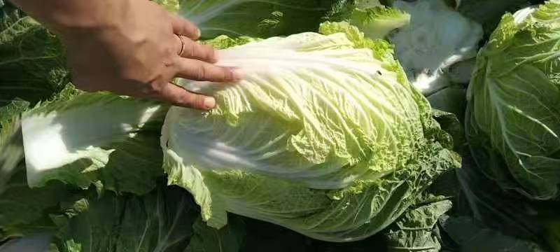 【精品】黄心白菜产地直发大量有货可视频看货