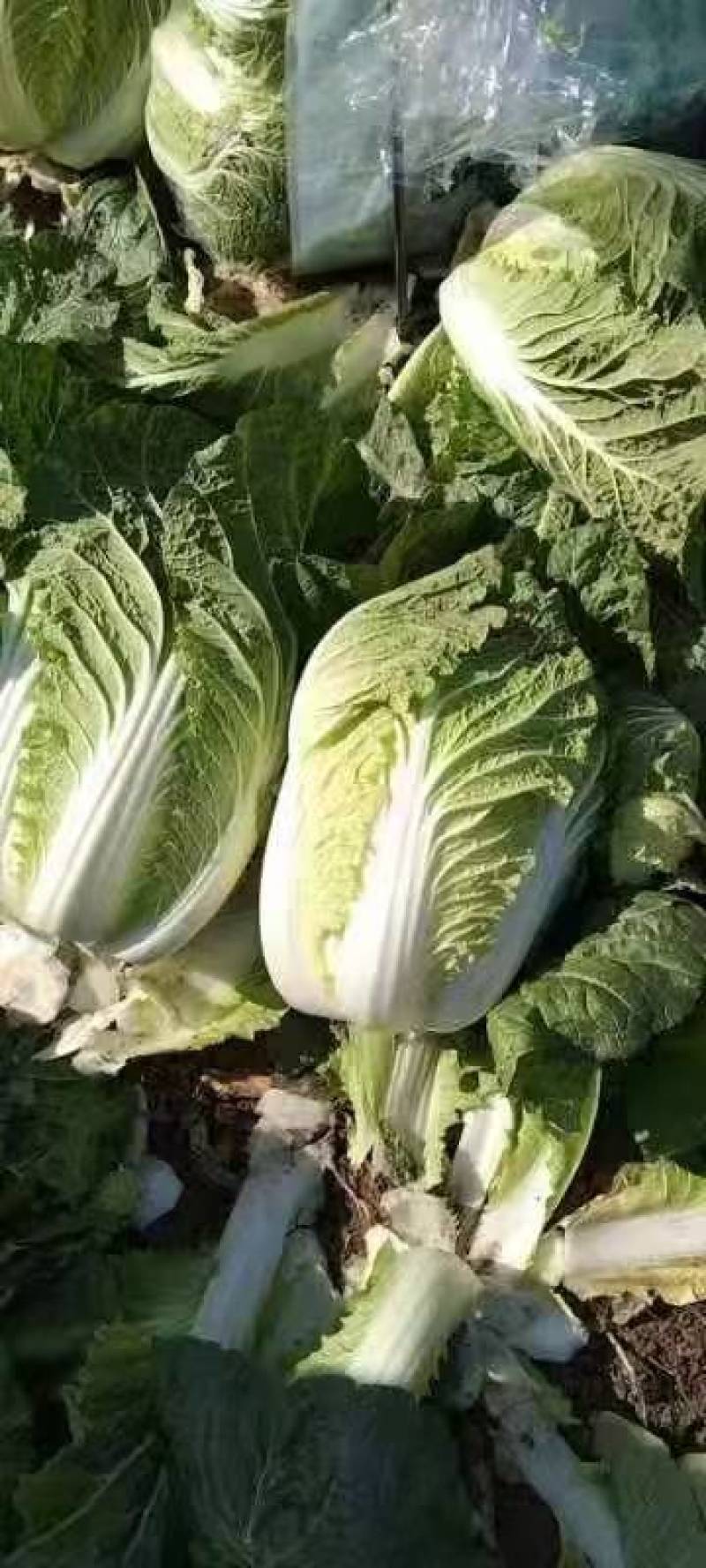 【精品】黄心白菜产地直发大量有货可视频看货