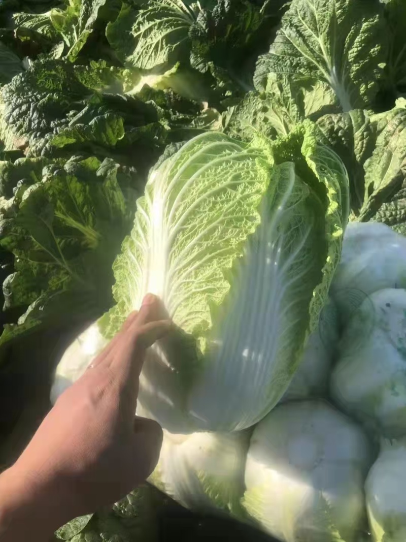 【精品】黄心白菜产地直发大量有货可视频看货