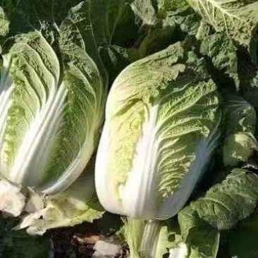 【精品】黄心白菜产地直发大量有货可视频看货