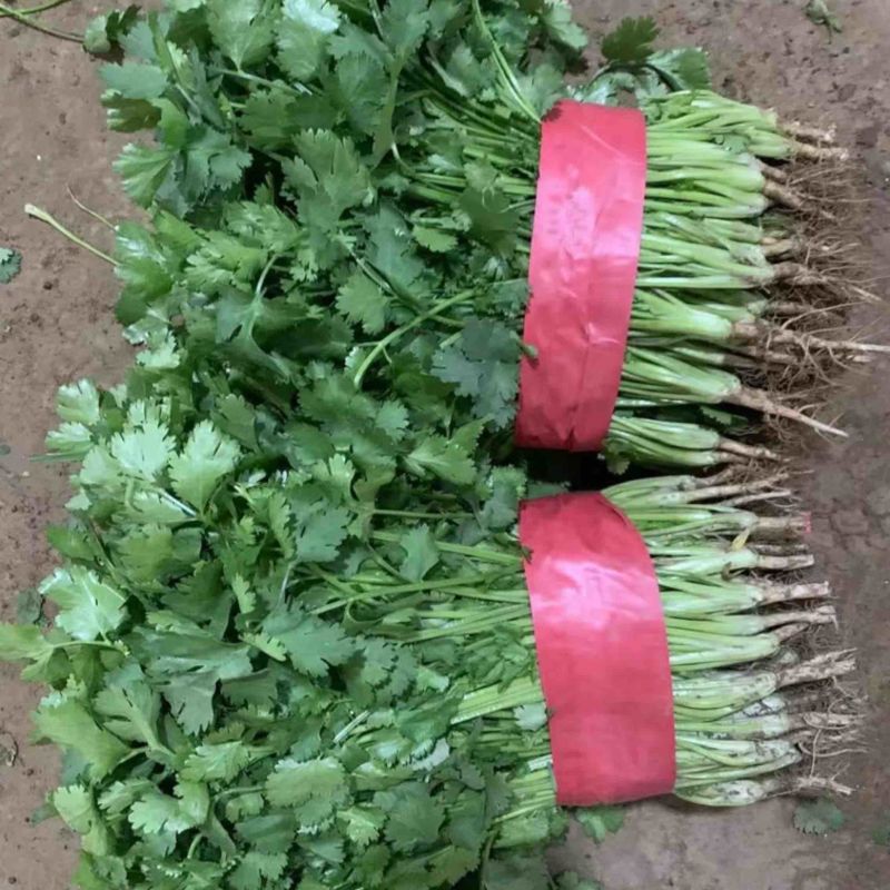 精品香菜