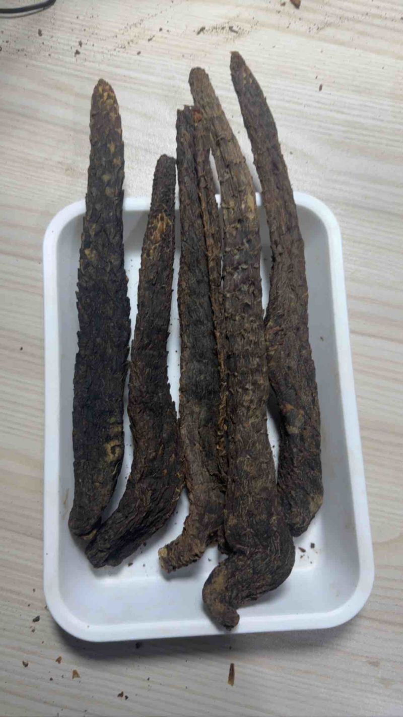 阿拉善野生荒漠肉苁蓉大芸