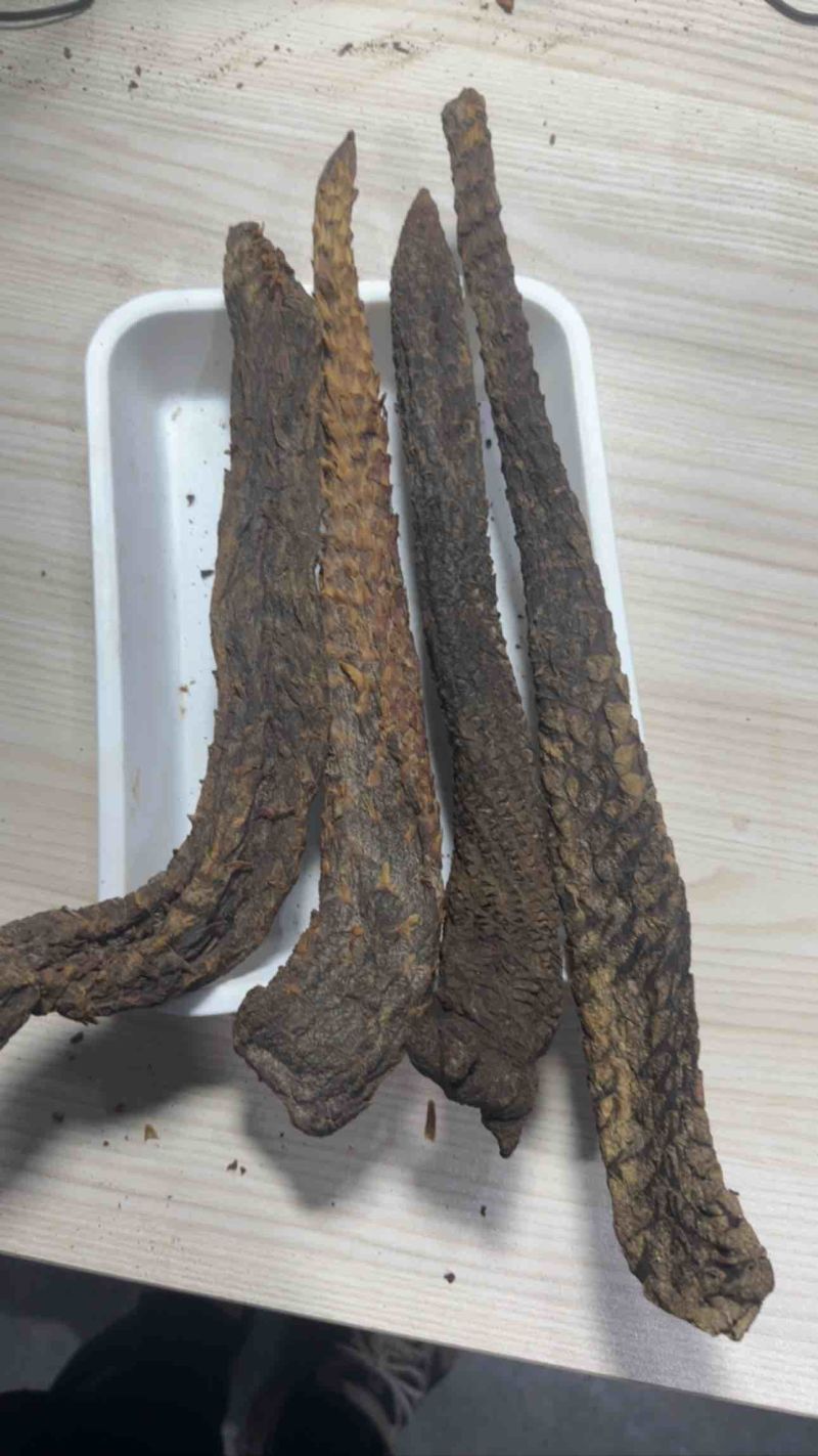 阿拉善野生荒漠肉苁蓉大芸