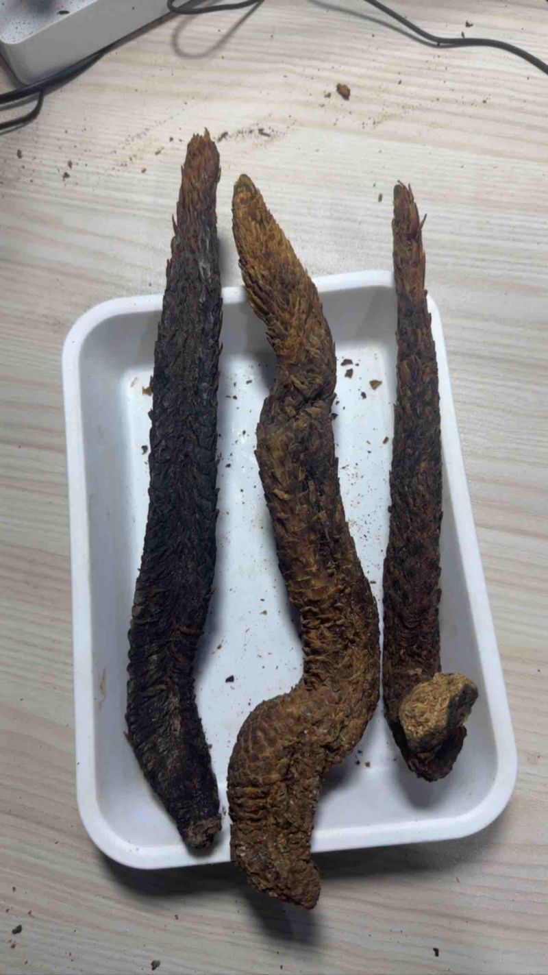 阿拉善野生荒漠肉苁蓉大芸