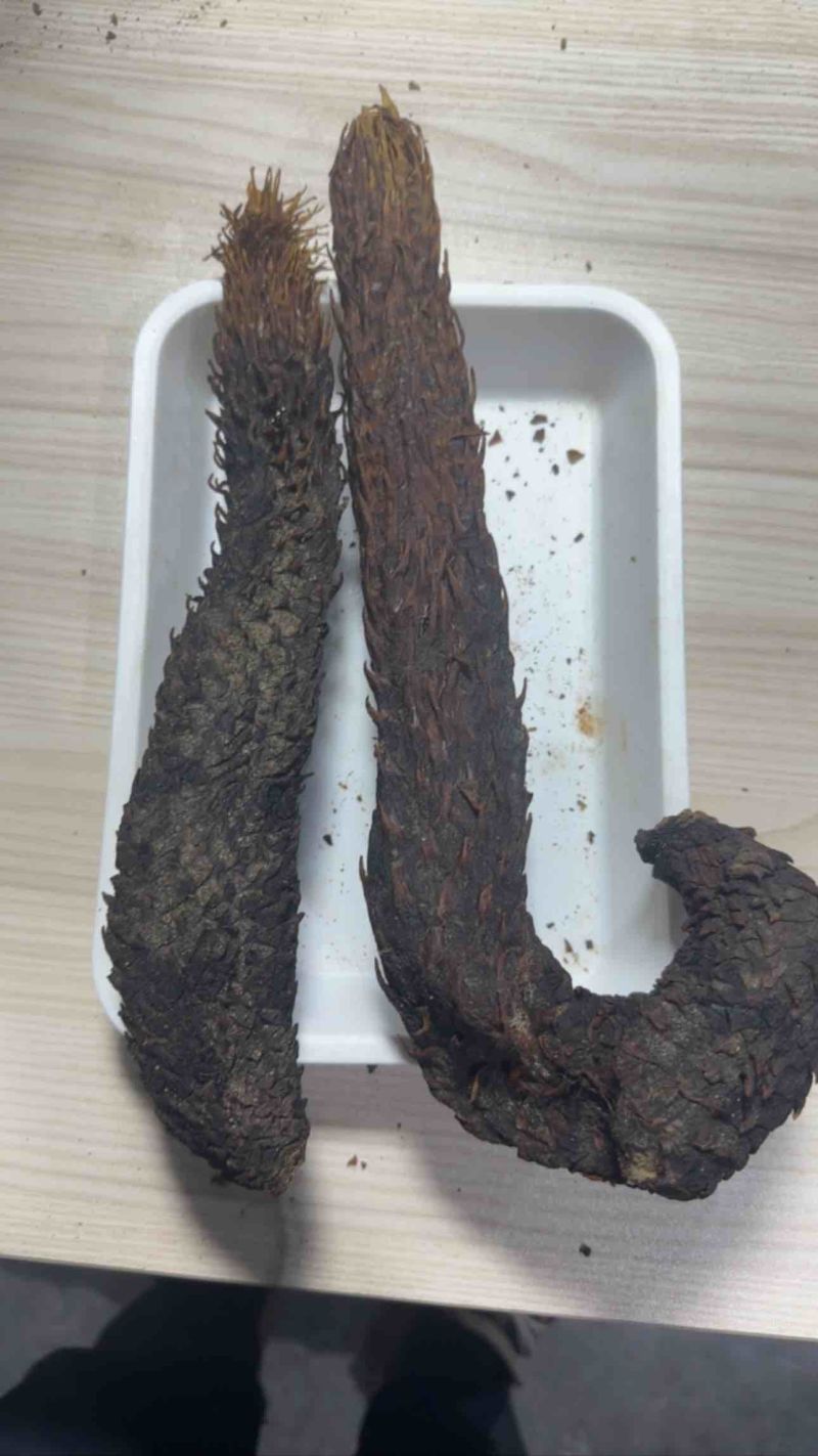 阿拉善野生荒漠肉苁蓉大芸
