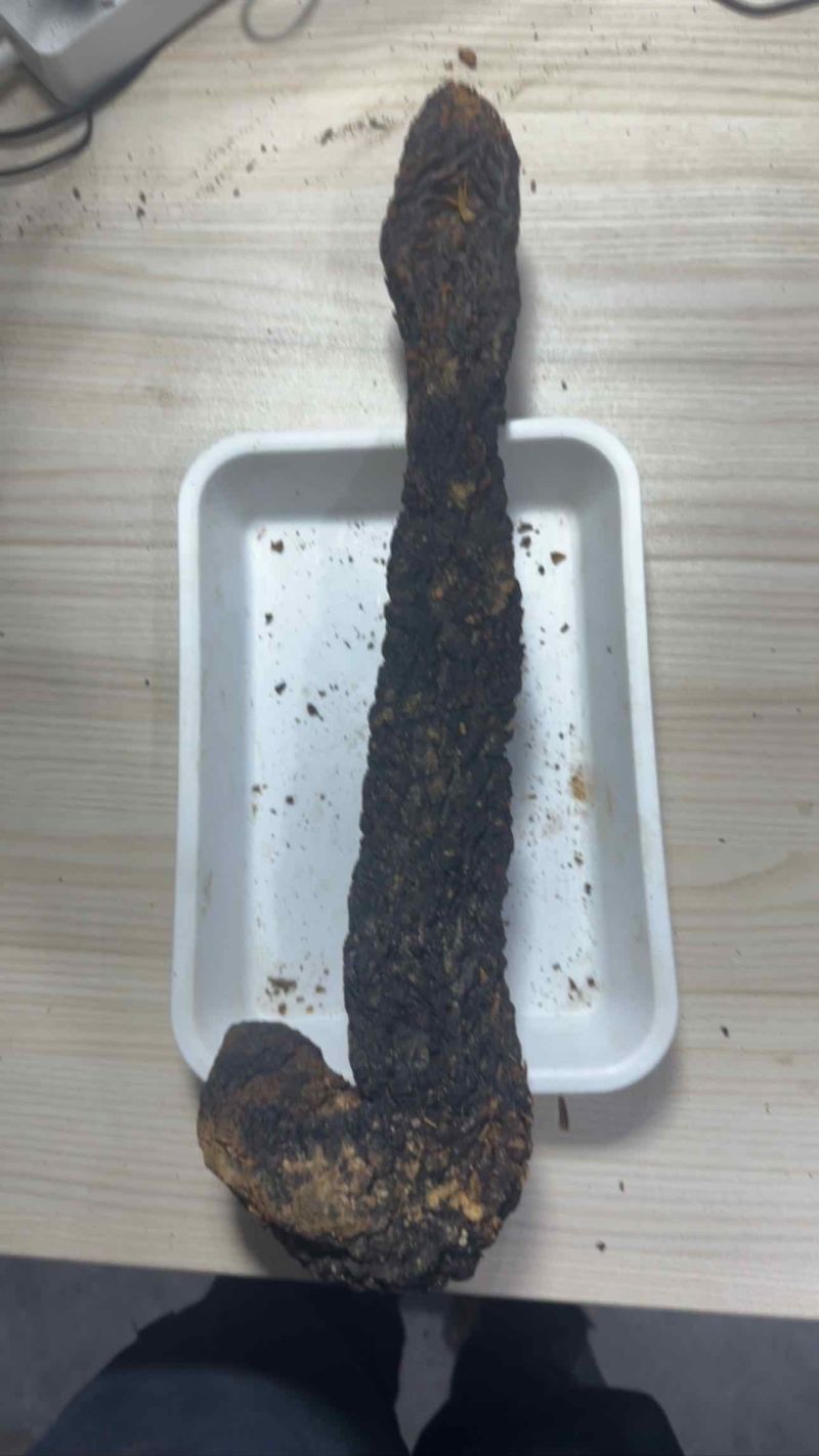 阿拉善野生荒漠肉苁蓉大芸