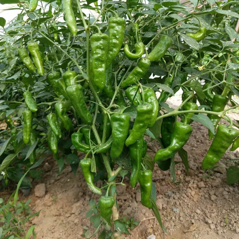 薄皮香辣大果余干椒种子早熟肉厚皮薄味香辛辣适中口感好