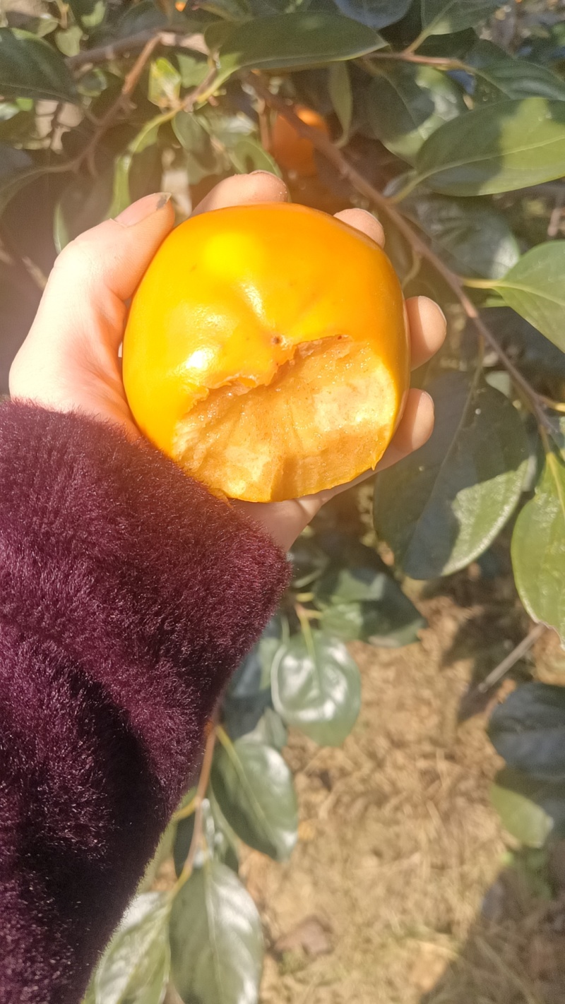 阳丰柿子