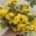 野生野菊花