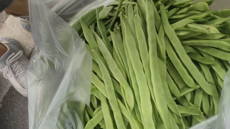 原产地新苗源头供应长期有货扁青芸豆全国供应合作共赢