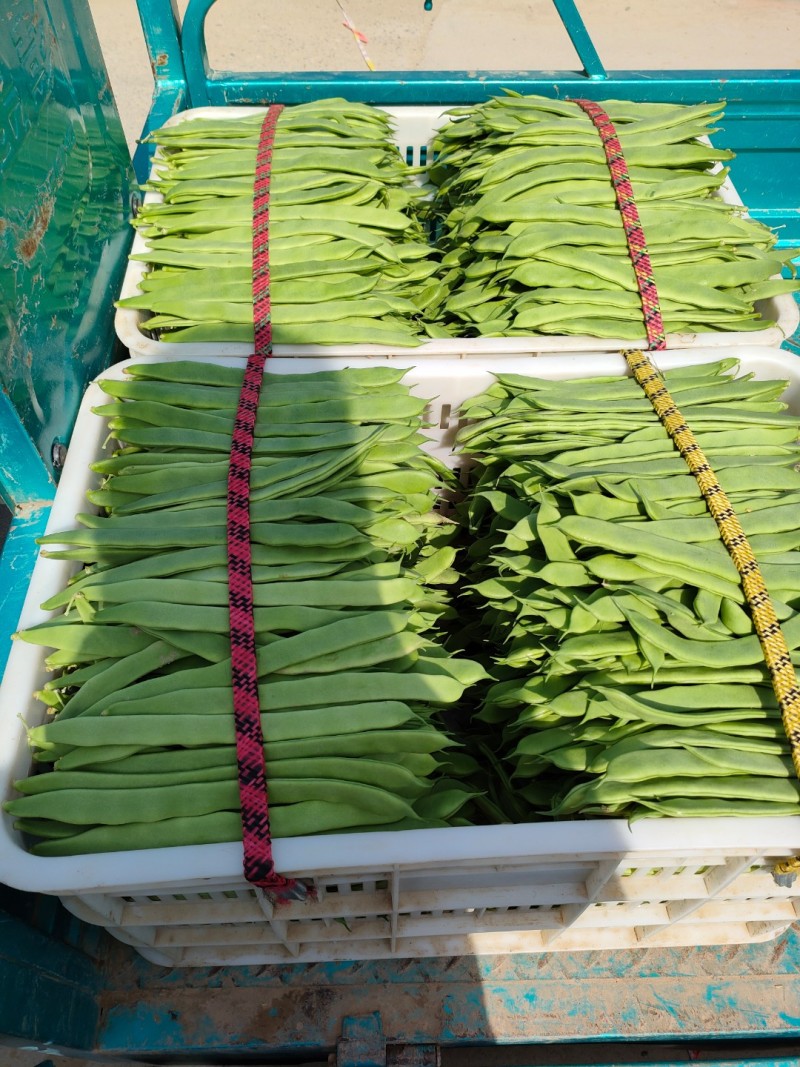 原产地新苗源头供应长期有货扁青芸豆全国供应合作共赢