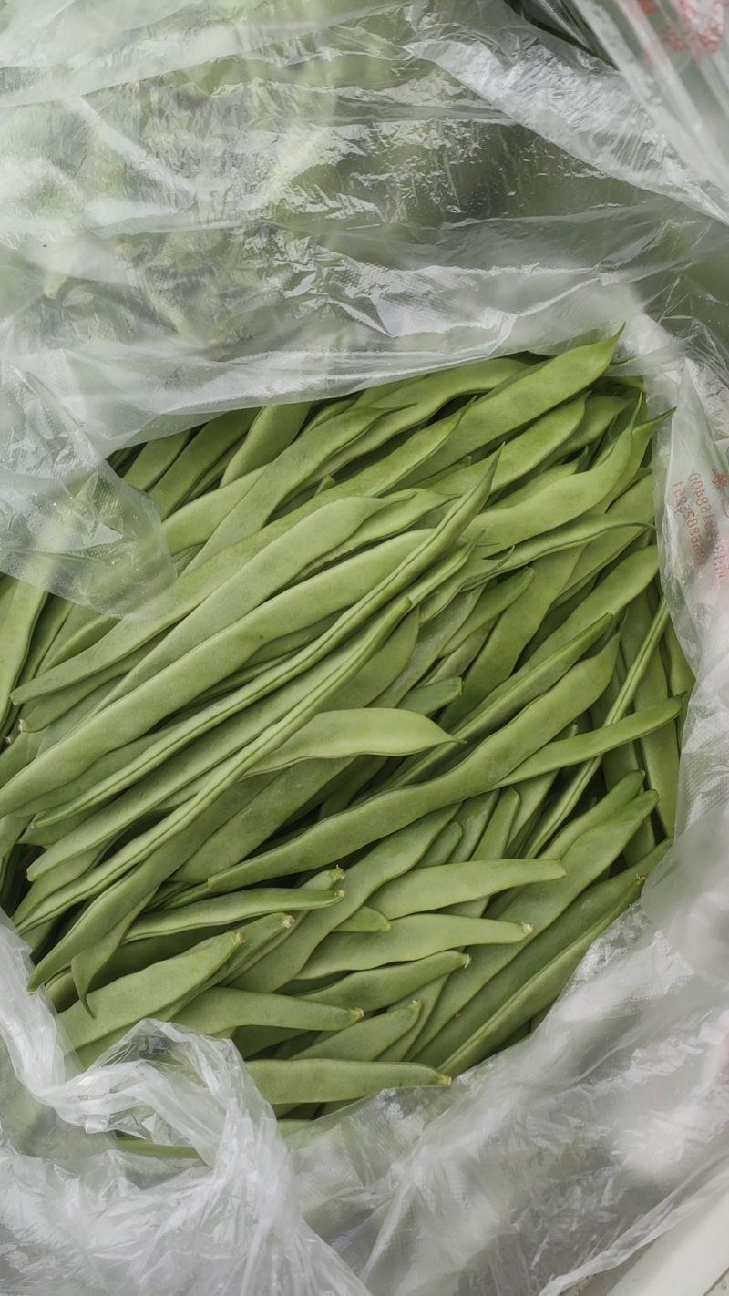 原产地新苗源头供应长期有货扁青芸豆全国供应合作共赢