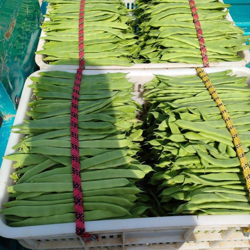 原产地新苗源头供应长期有货扁青芸豆全国供应合作共赢