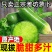 正宗山东潍坊水果萝卜一件代发
