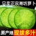 正宗山东潍坊水果萝卜一件代发