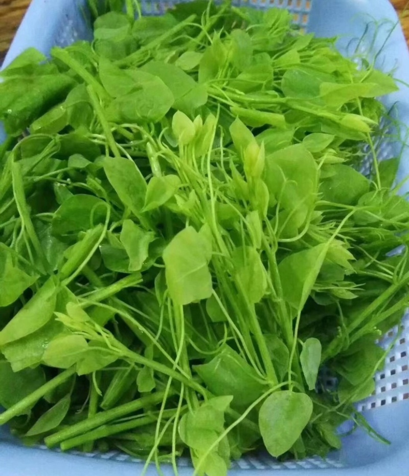 辣木菜