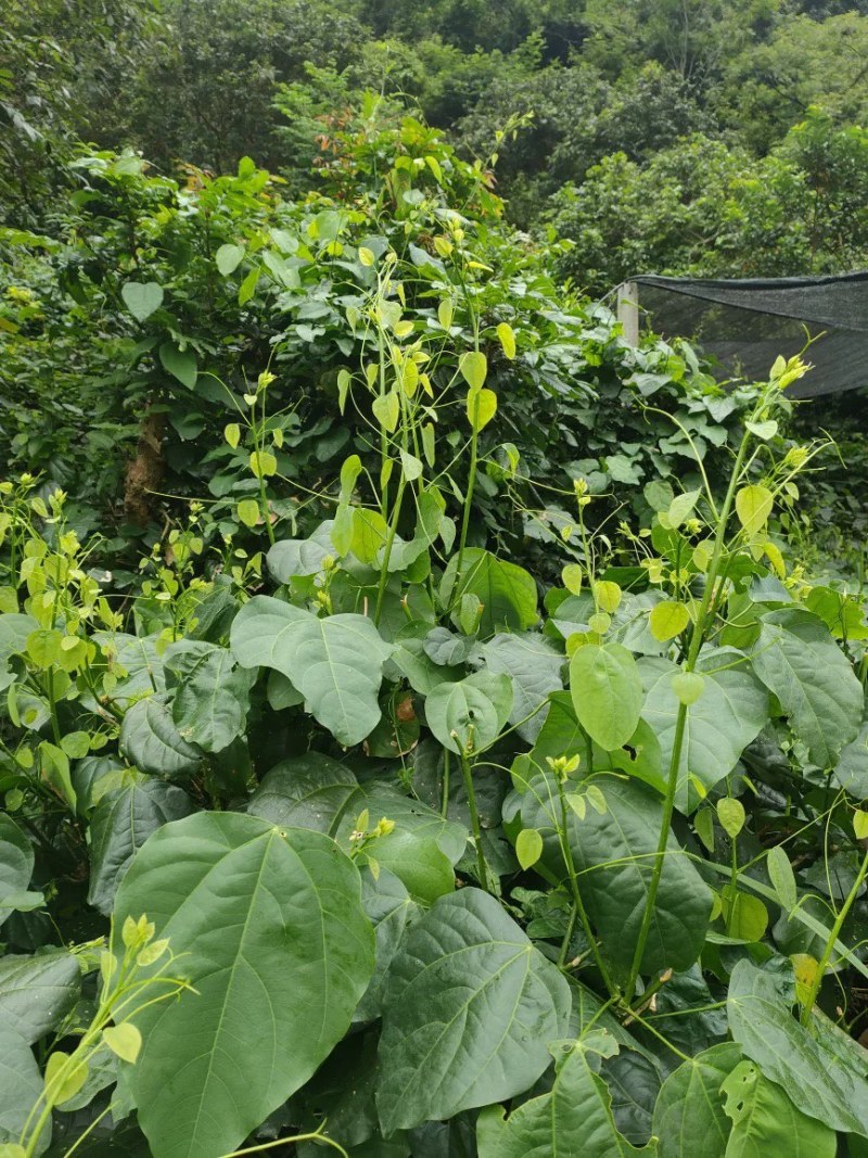 辣木菜