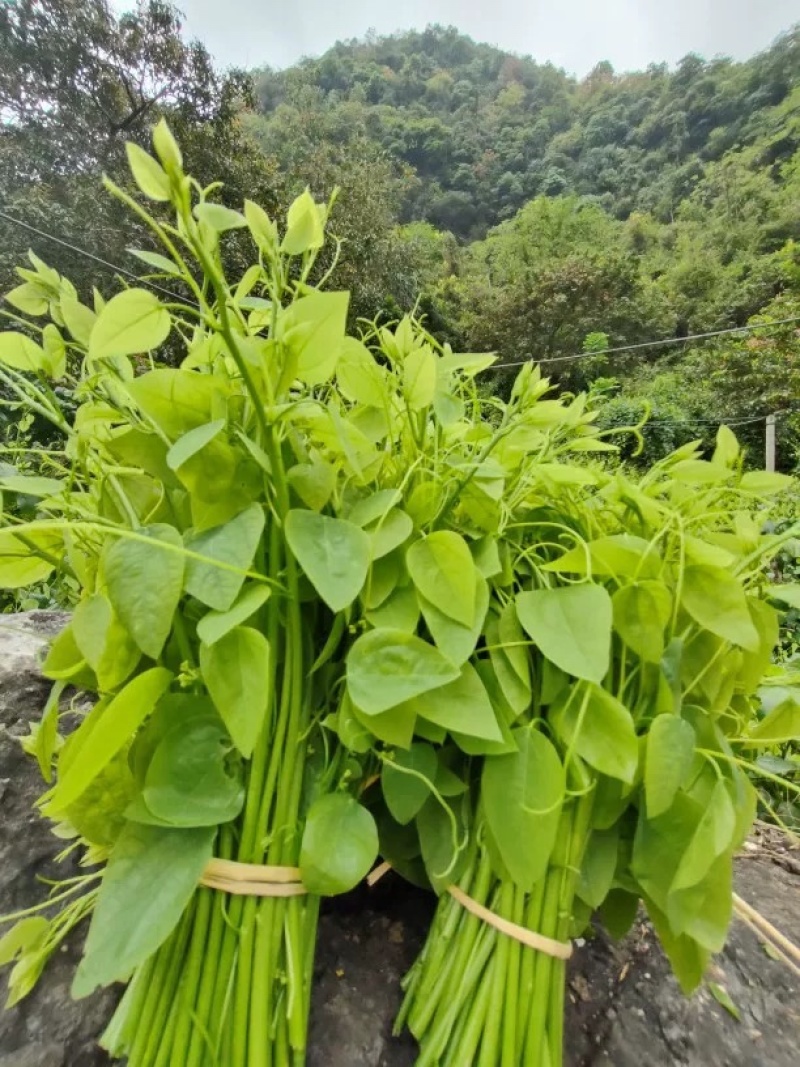 辣木菜