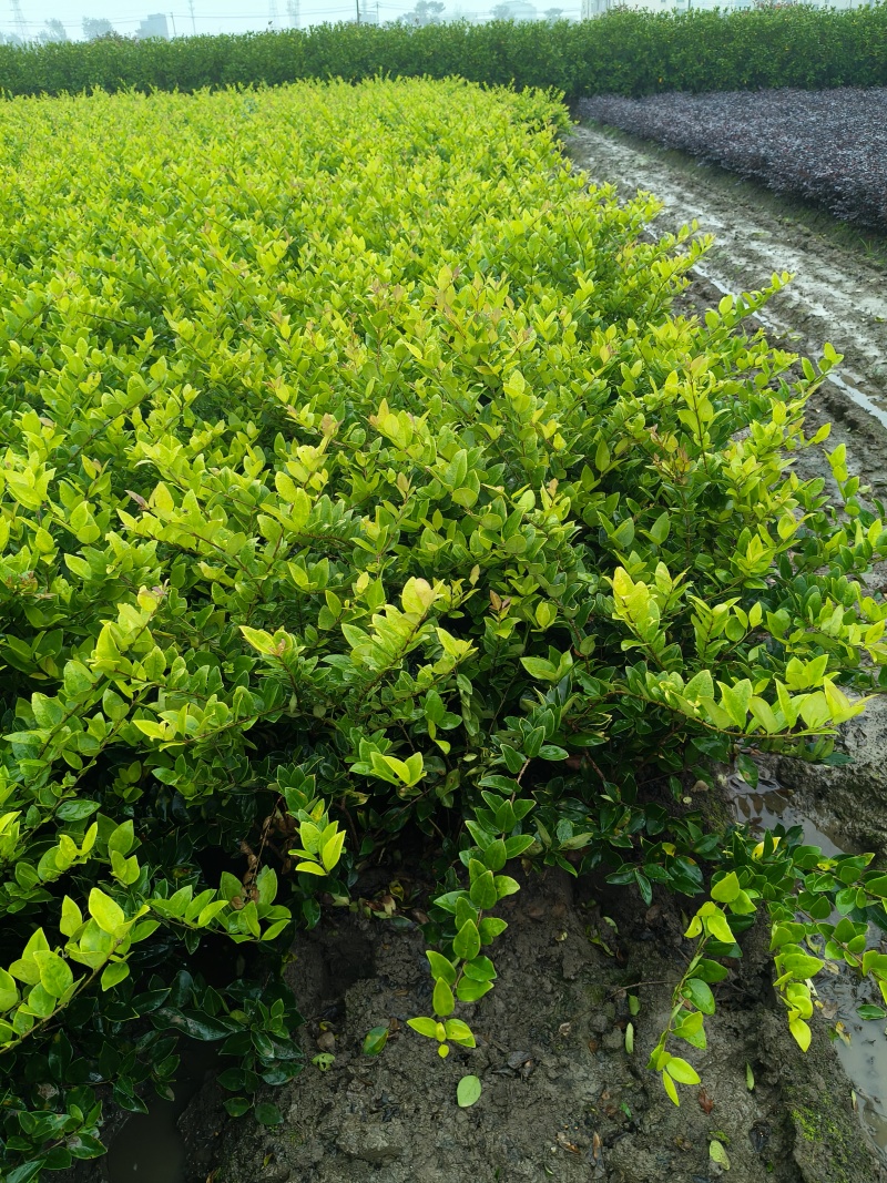 金森女贞小毛球，高度50cm，基地有量，欢迎订购。