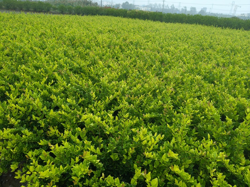 金森女贞小毛球，高度50cm，基地有量，欢迎订购。