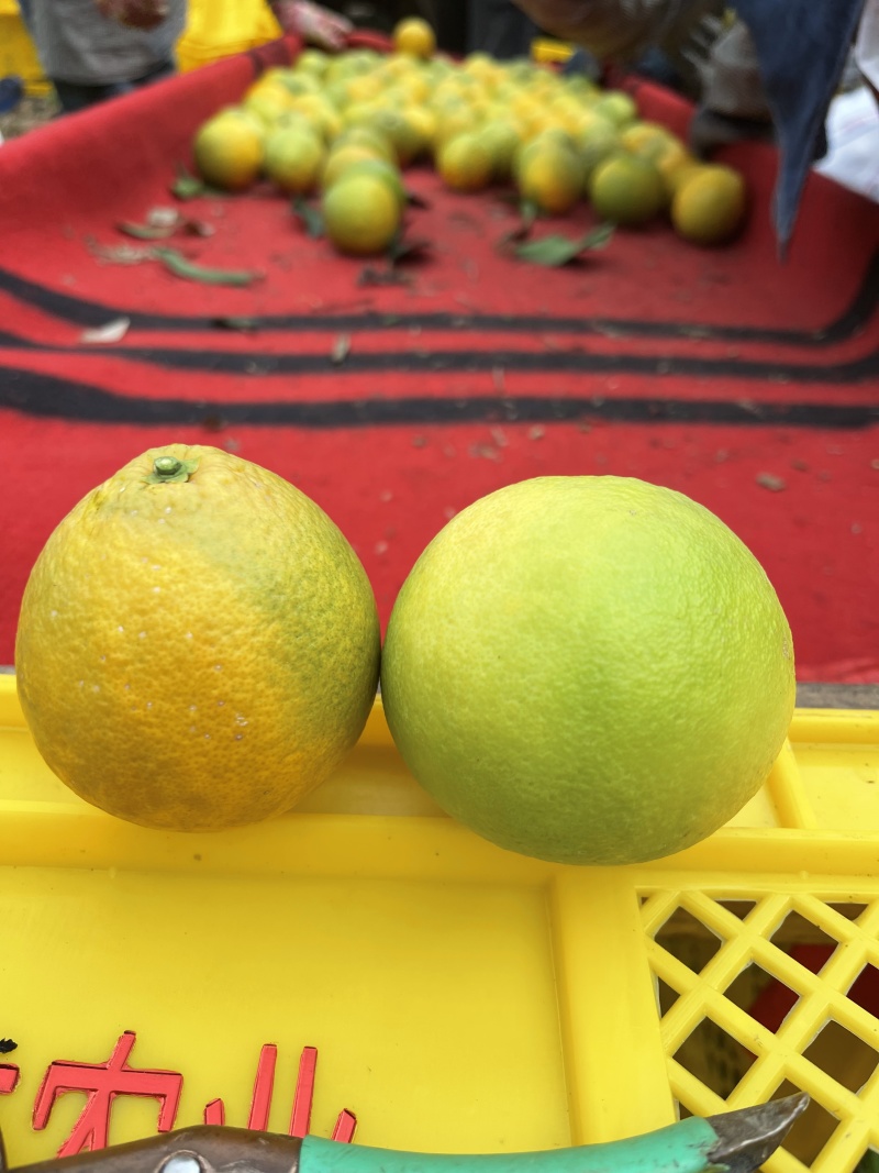精品云南冰糖橙。产地直发。皮薄肉厚多汁味甜。