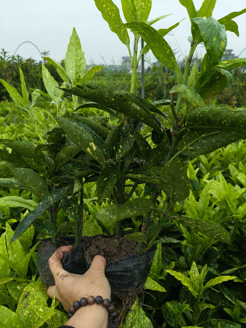 桃叶珊瑚大杯，高度35一40，基地有量，欢迎订购。