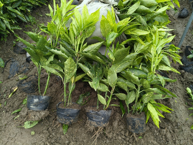 桃叶珊瑚大杯，高度35一40，基地有量，欢迎订购。
